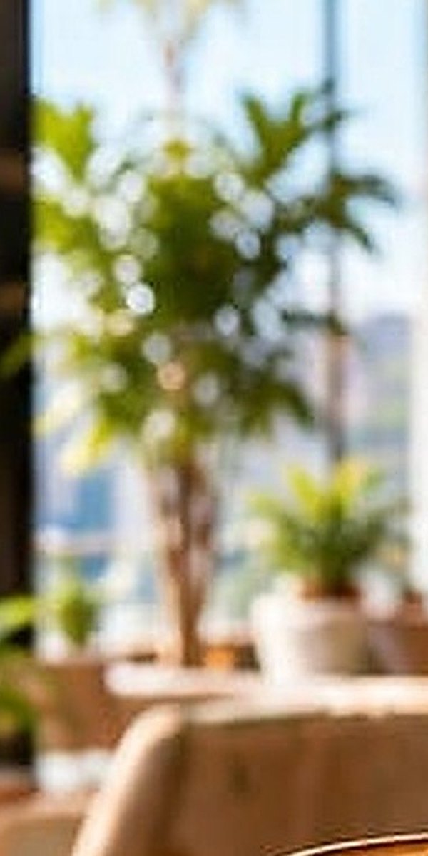 ضوء النهار ونباتات الكافيه